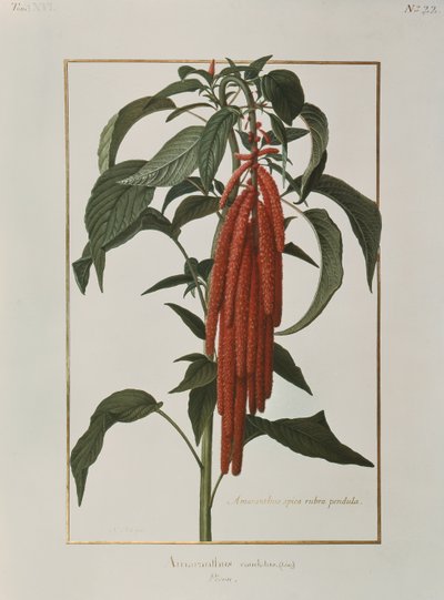 Amarantus Caudatus by Nicolas Robert
